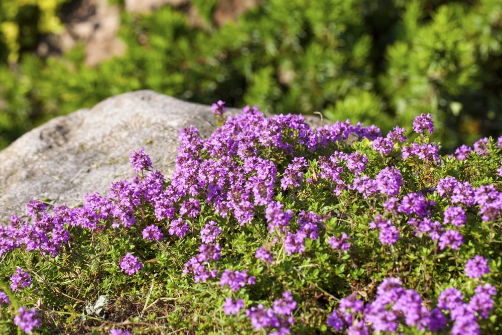 1000 Thyme Common English Herb Seeds - Thymus Vulgaris Winter Garden - Image 10