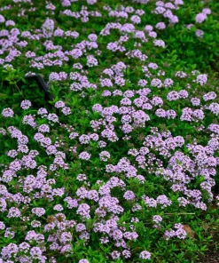 1000 Thyme Common English Herb Seeds - Thymus Vulgaris Winter Garden - Image 2