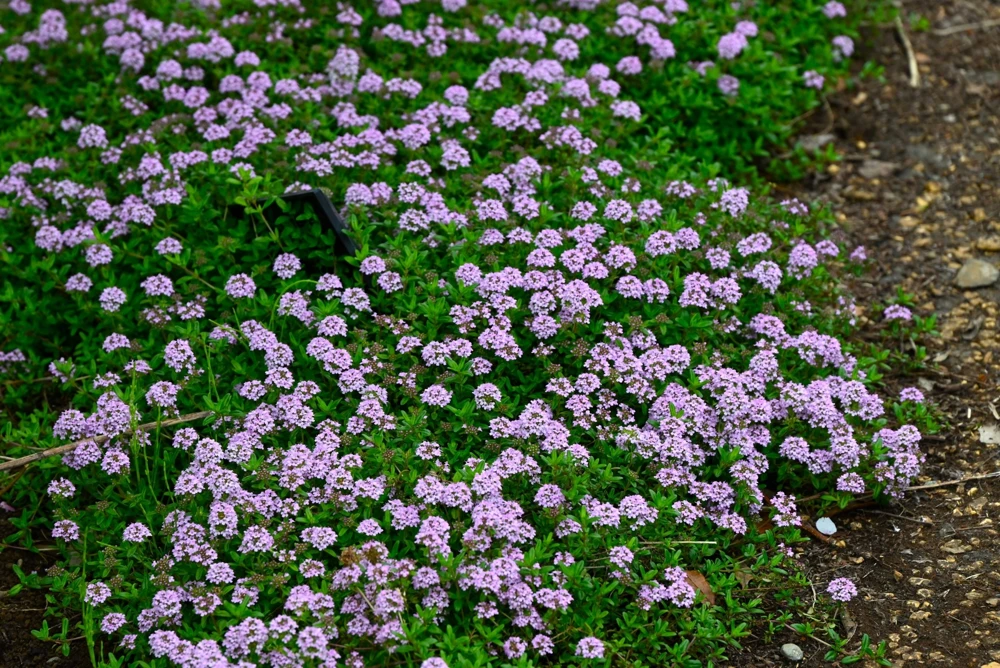 1000 Thyme Common English Herb Seeds - Thymus Vulgaris Winter Garden - Image 2