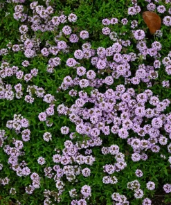 1000 Thyme Common English Herb Seeds - Thymus Vulgaris Winter Garden - Image 3