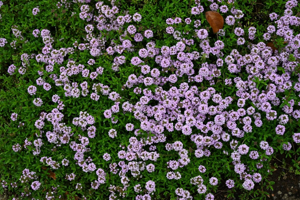 1000 Thyme Common English Herb Seeds - Thymus Vulgaris Winter Garden - Image 3