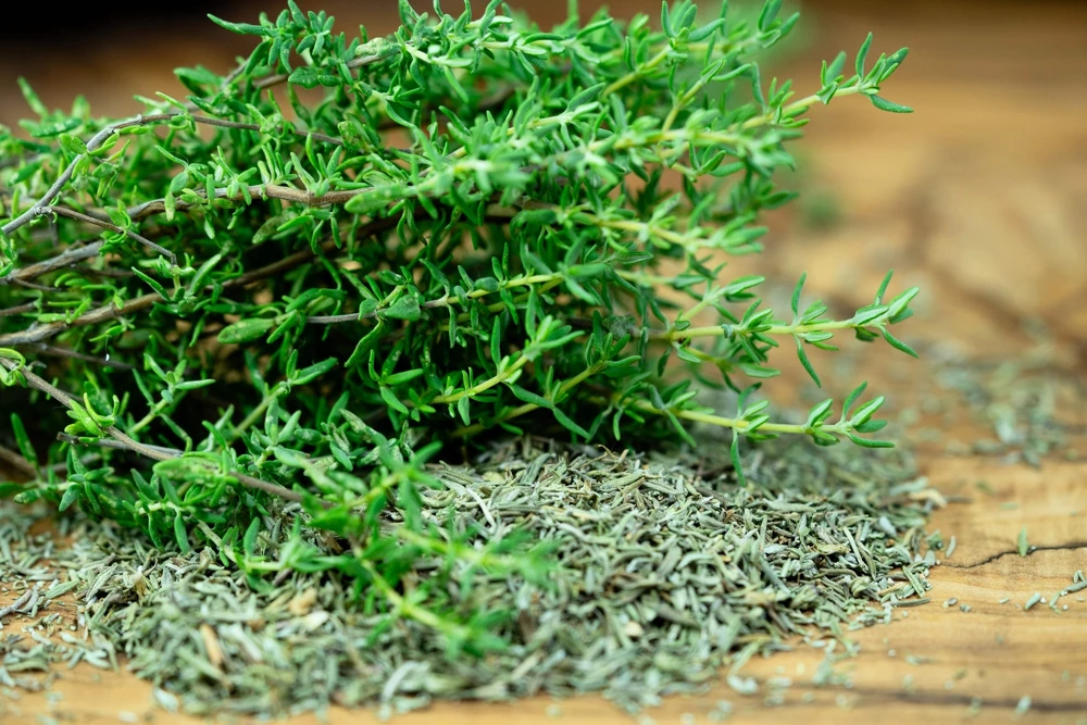 1000 Thyme Common English Herb Seeds - Thymus Vulgaris Winter Garden - Image 4