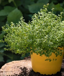 1000 Thyme Common English Herb Seeds - Thymus Vulgaris Winter Garden - Image 6