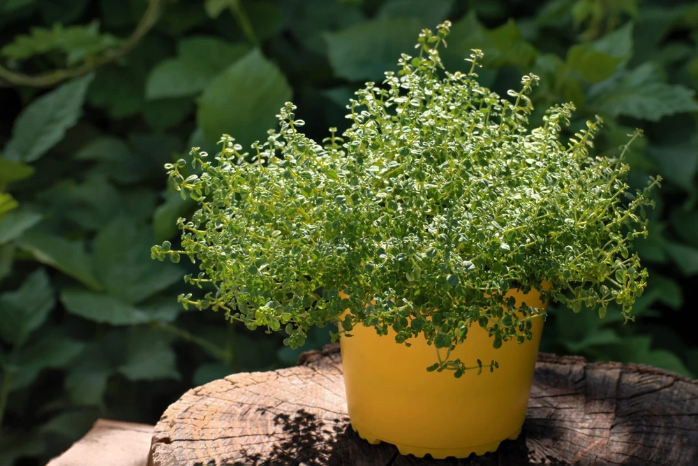 1000 Thyme Common English Herb Seeds - Thymus Vulgaris Winter Garden - Image 6