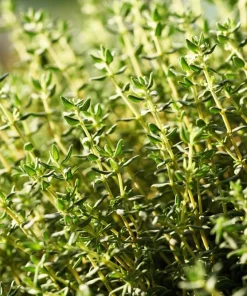 1000 Thyme Common English Herb Seeds - Thymus Vulgaris Winter Garden - Image 7