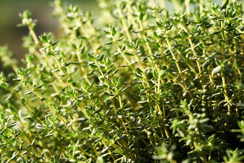 1000 Thyme Common English Herb Seeds - Thymus Vulgaris Winter Garden - Image 7