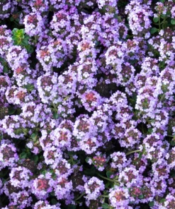 1000 Thyme Common English Herb Seeds - Thymus Vulgaris Winter Garden - Image 8