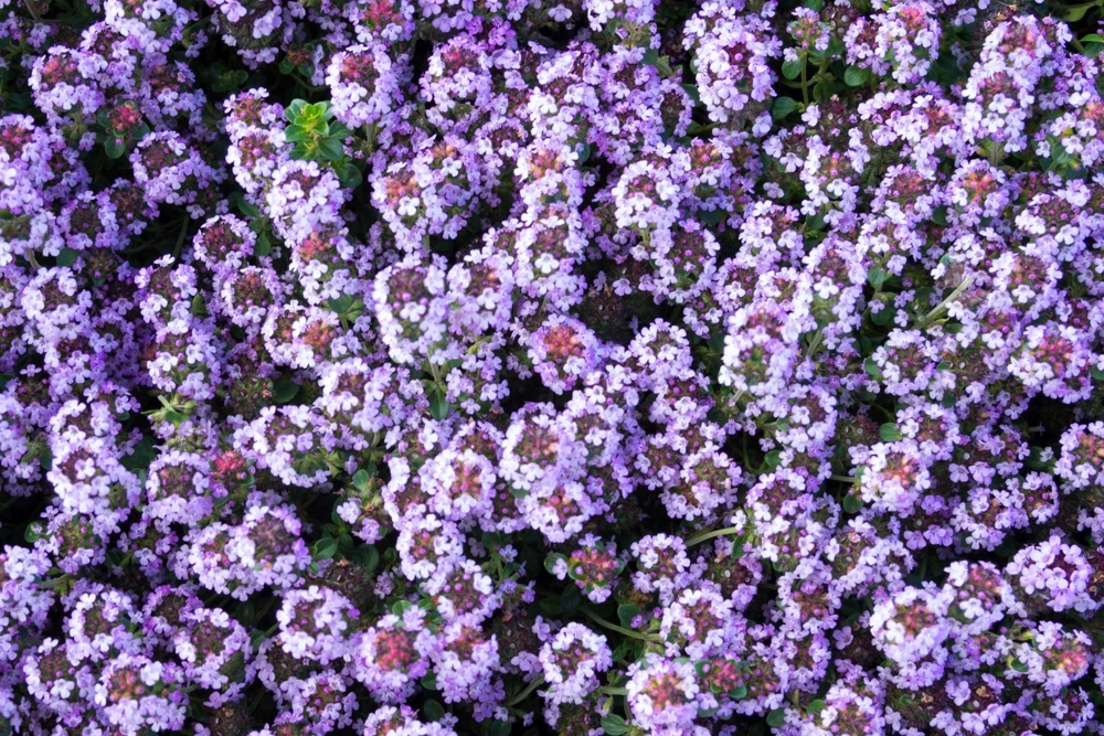 1000 Thyme Common English Herb Seeds - Thymus Vulgaris Winter Garden - Image 8
