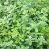 1000 Thyme Common English Herb Seeds - Thymus Vulgaris Winter Garden - Image 1