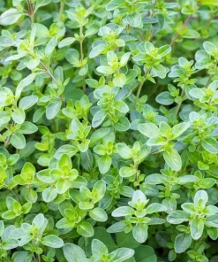 1000 Thyme Common English Herb Seeds - Thymus Vulgaris Winter Garden - Image 1