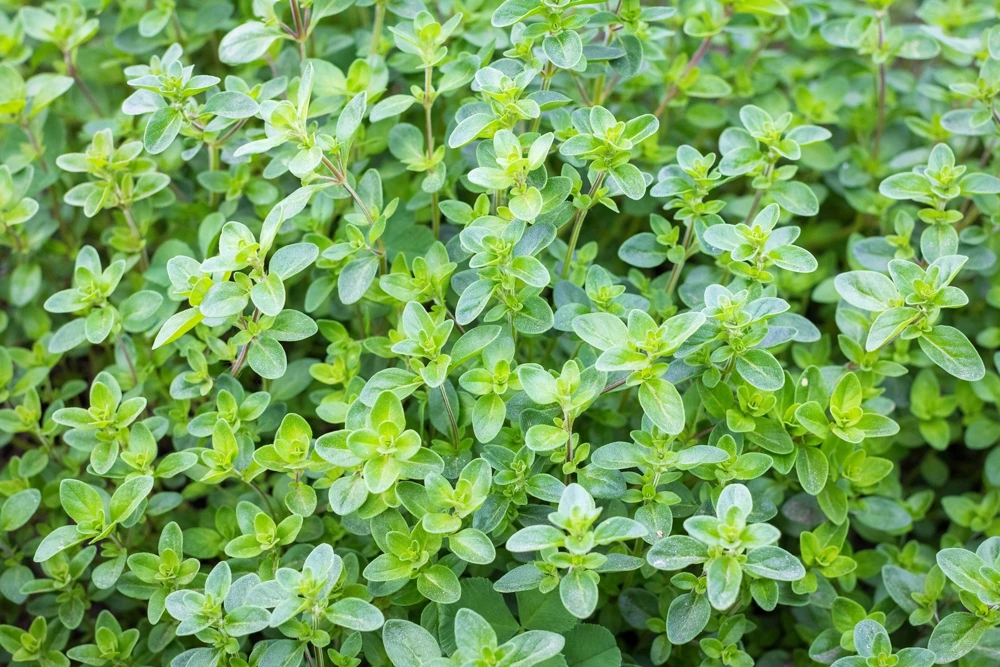 1000 Thyme Common English Herb Seeds - Thymus Vulgaris Winter Garden - Image 1