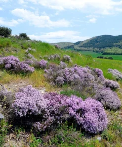 1000 Thyme Common English Herb Seeds - Thymus Vulgaris Winter Garden - Image 9