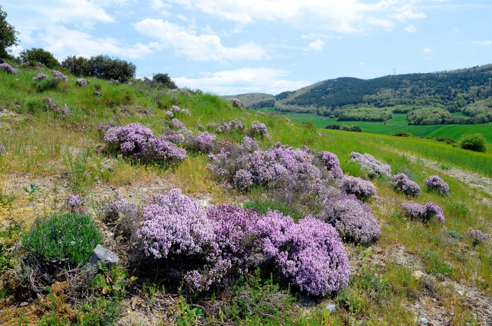 1000 Thyme Common English Herb Seeds - Thymus Vulgaris Winter Garden - Image 9