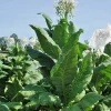 1000 Virginia Gold Tobacco Seeds - Heirloom Nicotiana Tabacum - Fast Grow - Annual Herb Seeds - Image 1