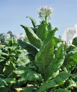1000 Virginia Gold Tobacco Seeds - Heirloom Nicotiana Tabacum - Fast Grow - Annual Herb Seeds - Image 1