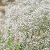 1000 White Baby's Breath 'Covent Garden' Gypsophila Elegans Flower Seeds - Image 1