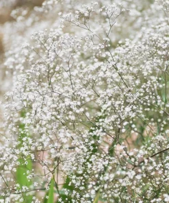 1000 White Baby's Breath 'Covent Garden' Gypsophila Elegans Flower Seeds - Image 1