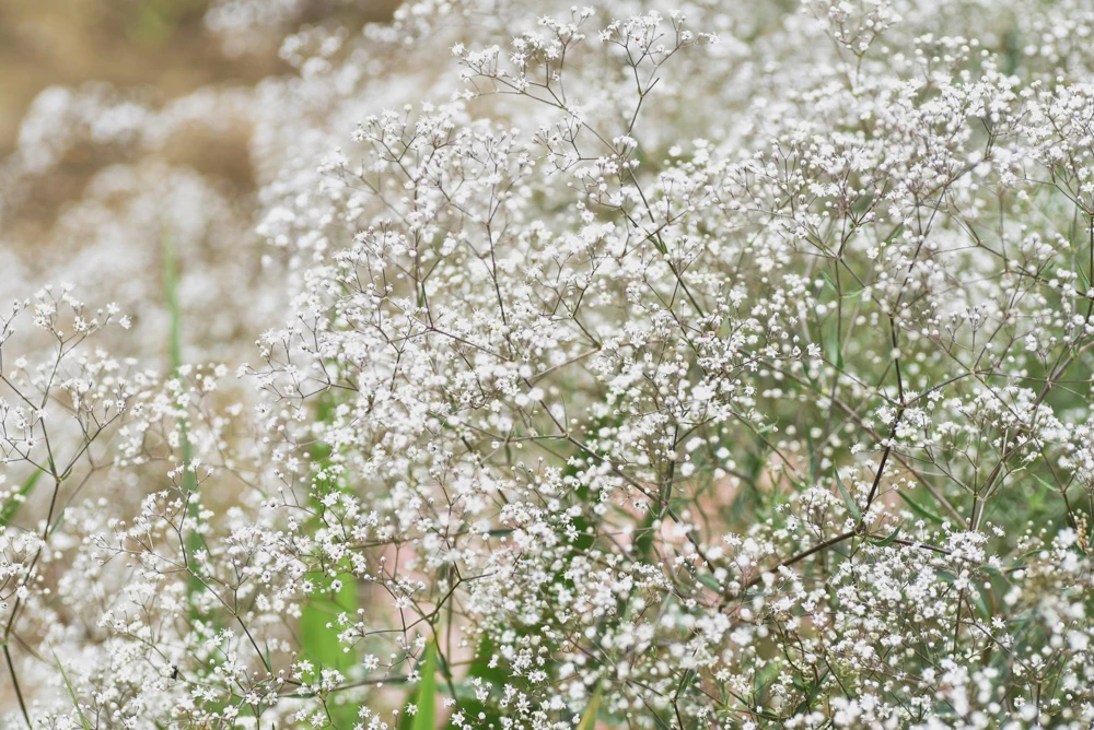 1000 White Baby's Breath 'Covent Garden' Gypsophila Elegans Flower Seeds - Image 1