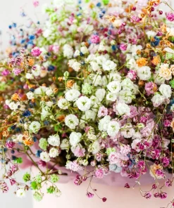 1000 White Baby's Breath 'Covent Garden' Gypsophila Elegans Flower Seeds - Image 10