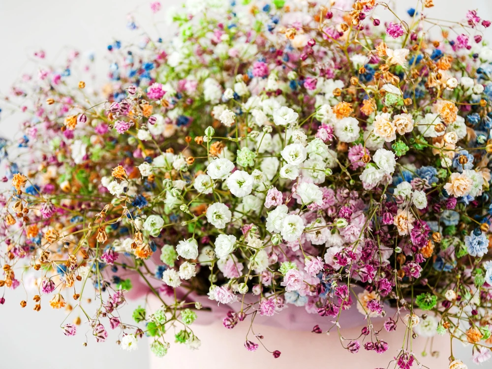 1000 White Baby's Breath 'Covent Garden' Gypsophila Elegans Flower Seeds - Image 10