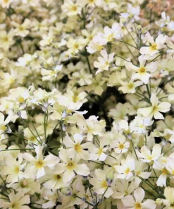 1000 White Baby's Breath 'Covent Garden' Gypsophila Elegans Flower Seeds - Image 2