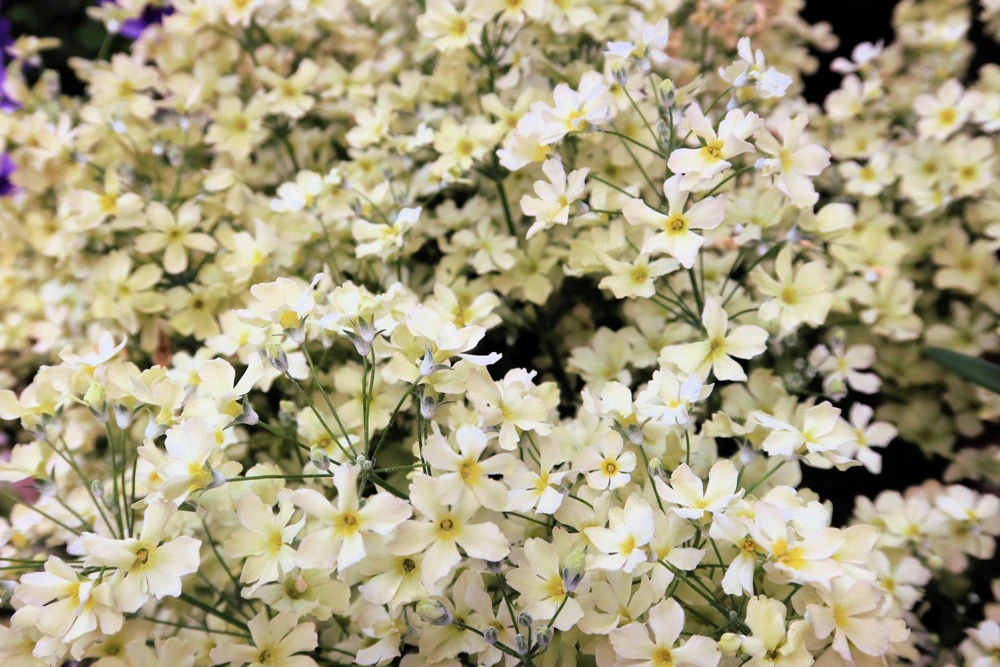 1000 White Baby's Breath 'Covent Garden' Gypsophila Elegans Flower Seeds - Image 2