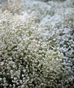 1000 White Baby's Breath 'Covent Garden' Gypsophila Elegans Flower Seeds - Image 3