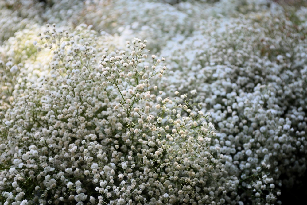 1000 White Baby's Breath 'Covent Garden' Gypsophila Elegans Flower Seeds - Image 3
