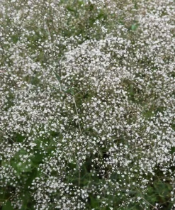 1000 White Baby's Breath 'Covent Garden' Gypsophila Elegans Flower Seeds - Image 4