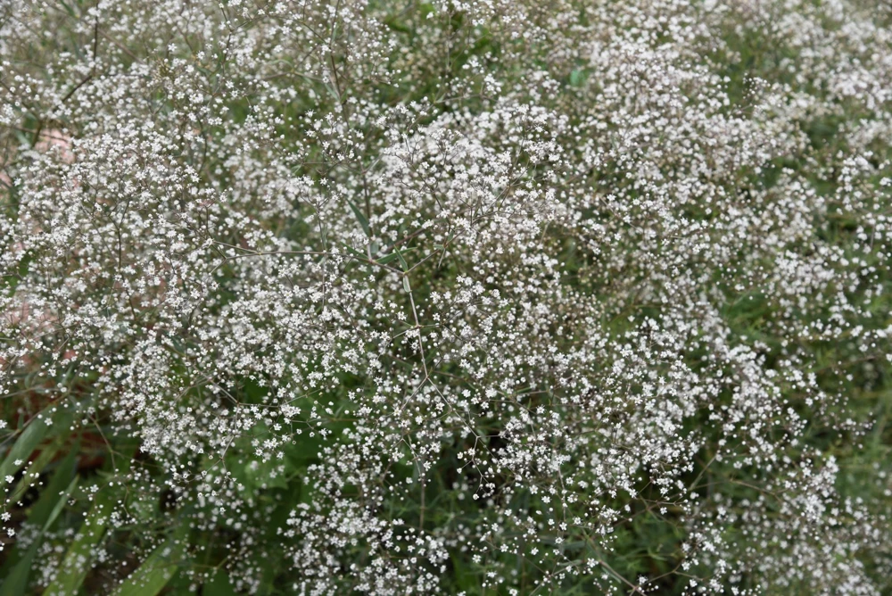 1000 White Baby's Breath 'Covent Garden' Gypsophila Elegans Flower Seeds - Image 4