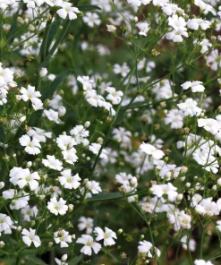 1000 White Baby's Breath 'Covent Garden' Gypsophila Elegans Flower Seeds - Image 5
