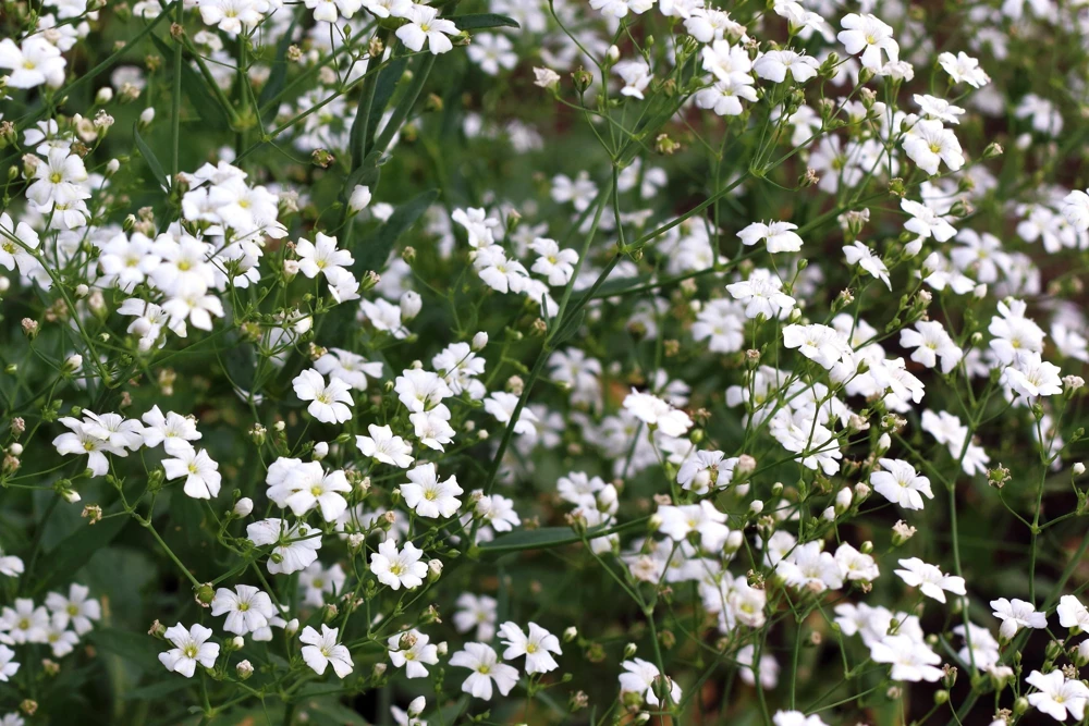 1000 White Baby's Breath 'Covent Garden' Gypsophila Elegans Flower Seeds - Image 5