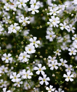 1000 White Baby's Breath 'Covent Garden' Gypsophila Elegans Flower Seeds - Image 6
