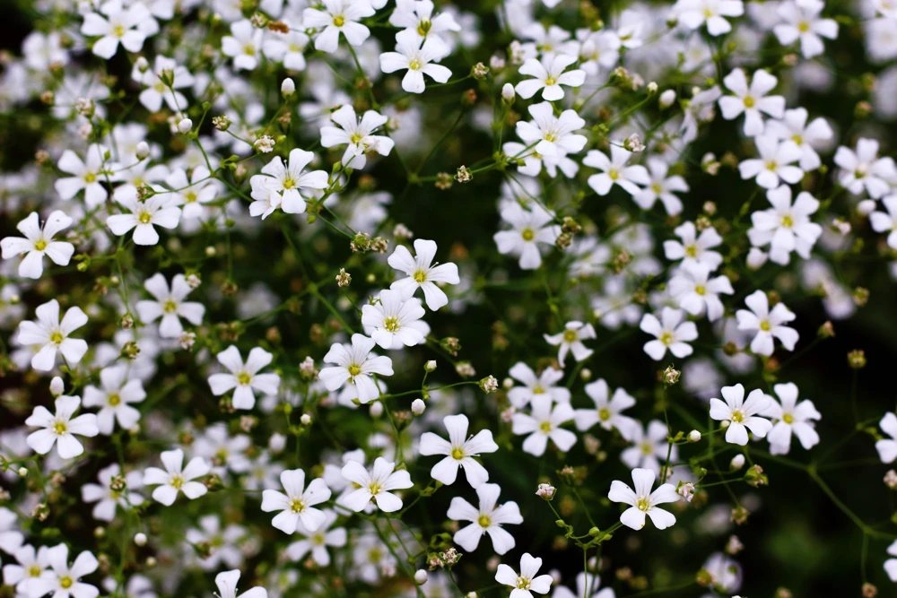1000 White Baby's Breath 'Covent Garden' Gypsophila Elegans Flower Seeds - Image 6