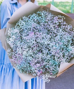 1000 White Baby's Breath 'Covent Garden' Gypsophila Elegans Flower Seeds - Image 7