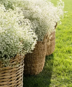 1000 White Baby's Breath 'Covent Garden' Gypsophila Elegans Flower Seeds - Image 8