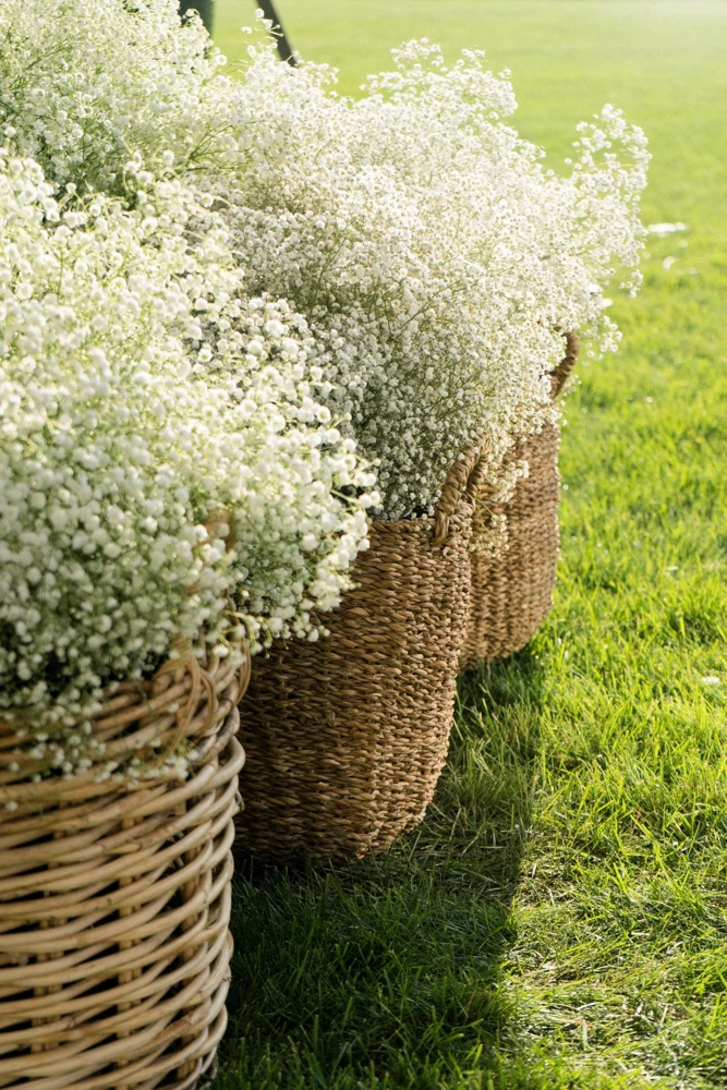 1000 White Baby's Breath 'Covent Garden' Gypsophila Elegans Flower Seeds - Image 8
