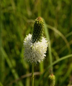1000 White Prairie Clover Seeds - Dalea Candida Flower Seeds for Garden - Image 11