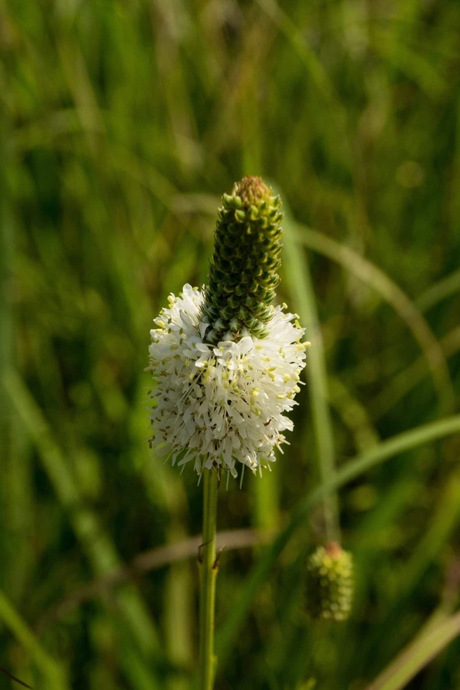 1000 White Prairie Clover Seeds - Dalea Candida Flower Seeds for Garden - Image 11