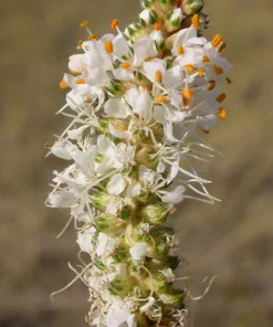 1000 White Prairie Clover Seeds - Dalea Candida Flower Seeds for Garden - Image 2