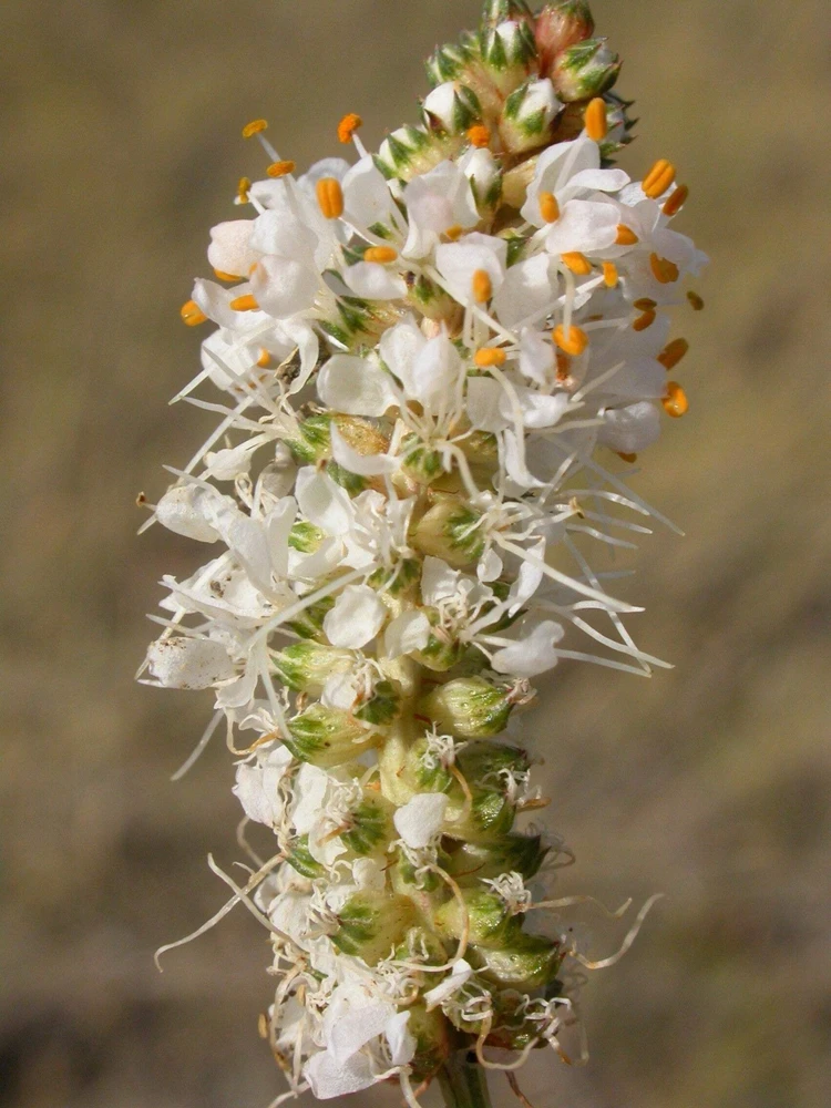 1000 White Prairie Clover Seeds - Dalea Candida Flower Seeds for Garden - Image 2
