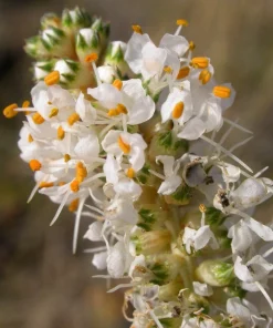 1000 White Prairie Clover Seeds - Dalea Candida Flower Seeds for Garden - Image 3