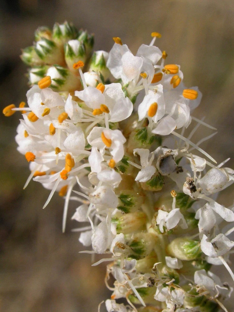 1000 White Prairie Clover Seeds - Dalea Candida Flower Seeds for Garden - Image 3