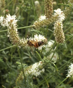 1000 White Prairie Clover Seeds - Dalea Candida Flower Seeds for Garden - Image 5