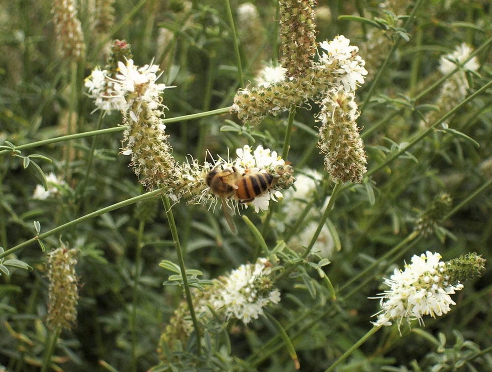 1000 White Prairie Clover Seeds - Dalea Candida Flower Seeds for Garden - Image 5