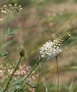 1000 White Prairie Clover Seeds - Dalea Candida Flower Seeds for Garden - Image 6