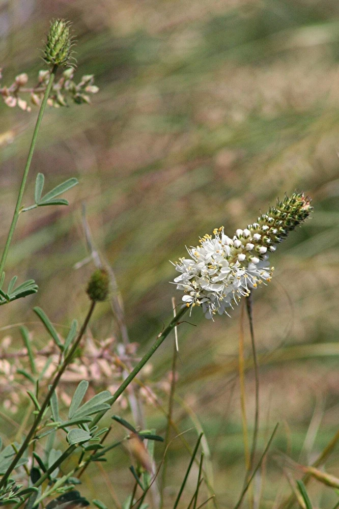 1000 White Prairie Clover Seeds - Dalea Candida Flower Seeds for Garden - Image 6