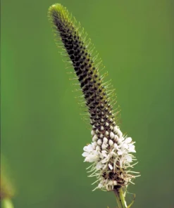 1000 White Prairie Clover Seeds - Dalea Candida Flower Seeds for Garden - Image 7