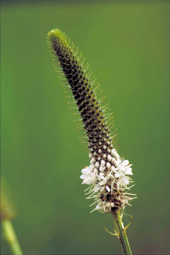1000 White Prairie Clover Seeds - Dalea Candida Flower Seeds for Garden - Image 7
