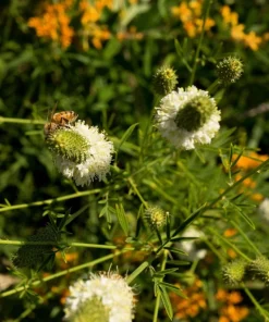 1000 White Prairie Clover Seeds - Dalea Candida Flower Seeds for Garden - Image 9